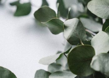 Ketahui, Beberapa Manfaat Eucalyptus Bagi Kesehatan