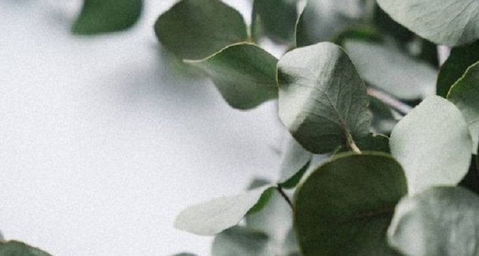 Ketahui, Beberapa Manfaat Eucalyptus Bagi Kesehatan