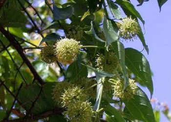 Dapat Memperkuat Gigi, Tujuh Manfaat Tanaman Gambir bagi Kesehatan