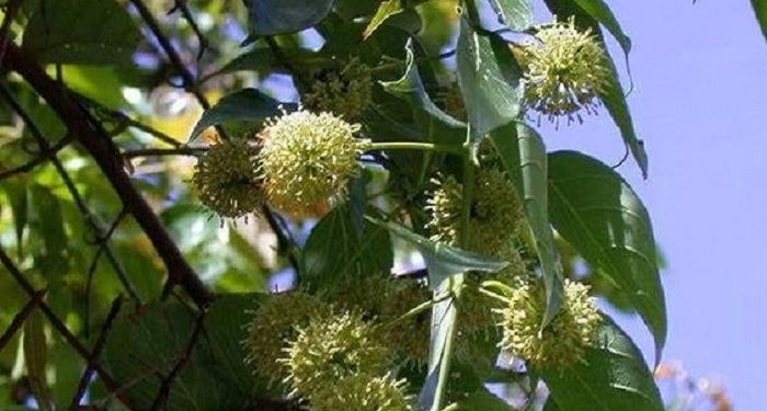 Dapat Memperkuat Gigi, Tujuh Manfaat Tanaman Gambir bagi Kesehatan