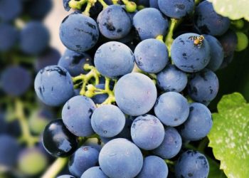 Mencegah Kanker Kulit, Ketahui Lima Manfaat Buah Anggur untuk Kulit Wajah