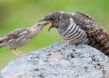 Belajar dari Burung Kedasih