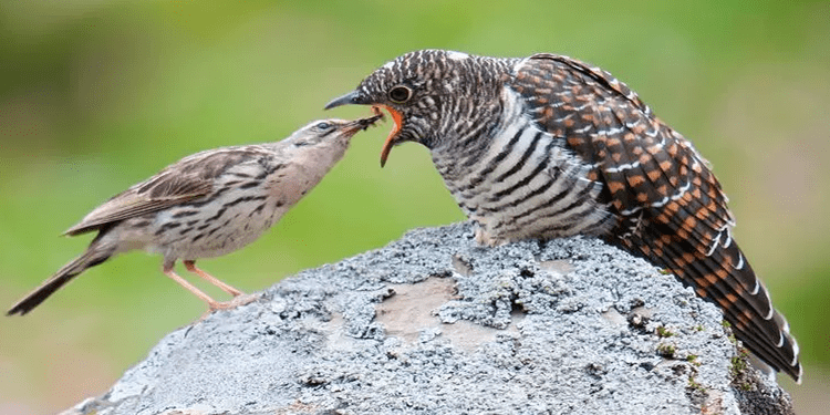 Belajar dari Burung Kedasih