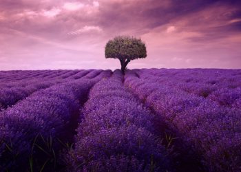 Pribadi Terbaik Menurut Standar Quran dan Sunnah (2)