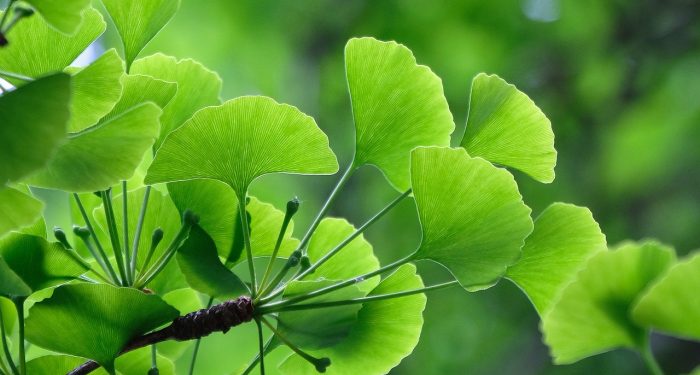 Simak, Tujuh Manfaat Tanaman Ginkgo Biloba untuk Kesehatan Tubuh