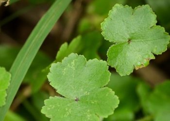 Manfaat Daun Pegagan untuk Kesehatan, bisa Melancarkan Peredaran Darah