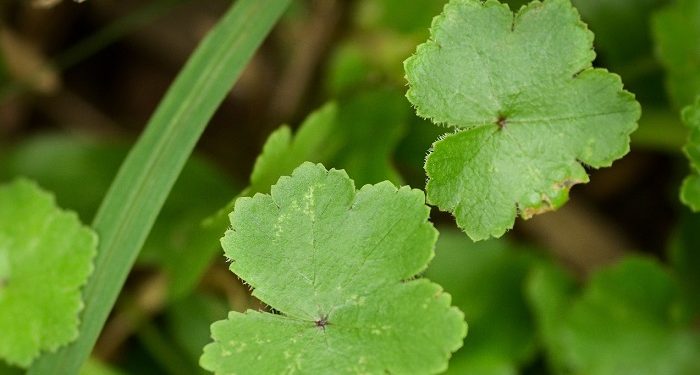 Manfaat Daun Pegagan untuk Kesehatan, bisa Melancarkan Peredaran Darah