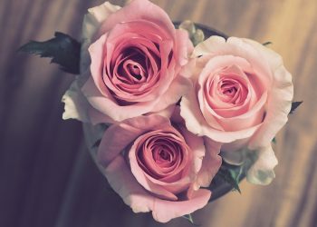 5 Tips Memilih MC Pernikahan Yang Tepat