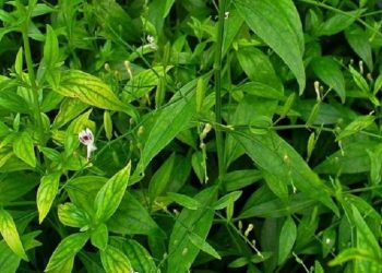 Manfaat Tanaman Sambiloto untuk Kesehatan yang Perlu Kamu Ketahui