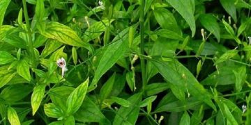 Manfaat Tanaman Sambiloto untuk Kesehatan yang Perlu Kamu Ketahui