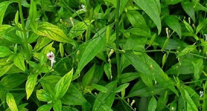 Manfaat Tanaman Sambiloto untuk Kesehatan yang Perlu Kamu Ketahui