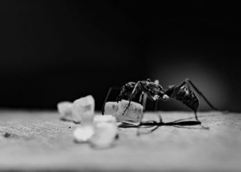 Semut Juga Punya Hak