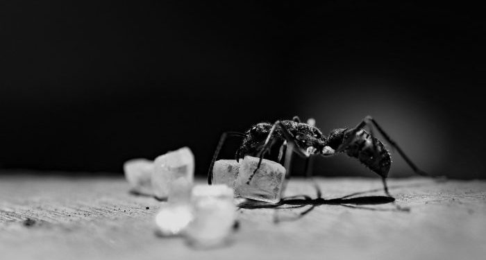 Semut Juga Punya Hak