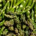 Mengeluarkan Sisa Metabolisme Tubuh, Sayuran Asparagus Memiliki Banyak Manfaat