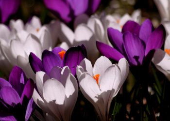 Cara Memilih Tanaman Hias untuk di Dalam Ruangan