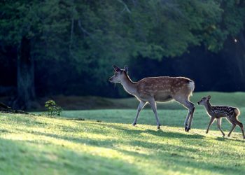 Kisah Rusa yang Tawakal