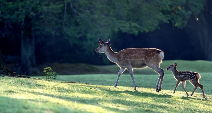 Kisah Rusa yang Tawakal