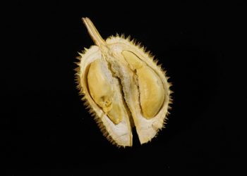 Cara Mudah Membuat Masker Wajah dari Buah Durian