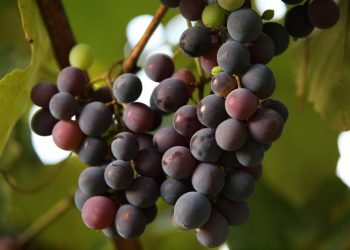 Semakin Gelap Warna Anggur, Semakin Tinggi Kandungan Flavonoidnya