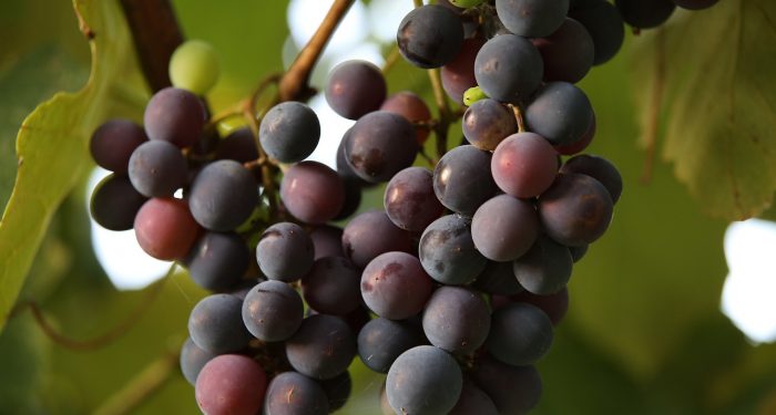 Semakin Gelap Warna Anggur, Semakin Tinggi Kandungan Flavonoidnya