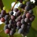Semakin Gelap Warna Anggur, Semakin Tinggi Kandungan Flavonoidnya