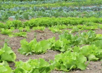 Hati-hati, Ini Bahaya Pestisida