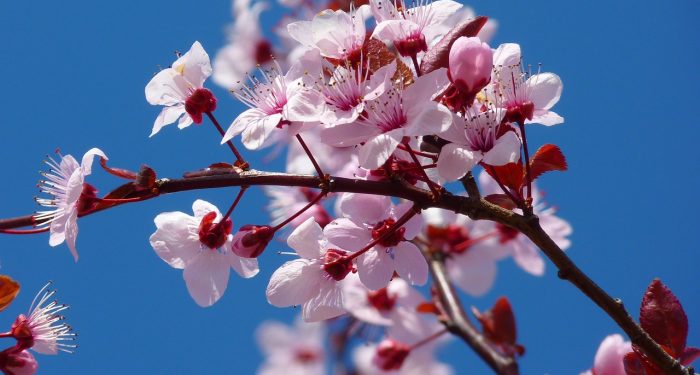 Tips Merawat Tanaman Hias Dalam Ruangan (1)