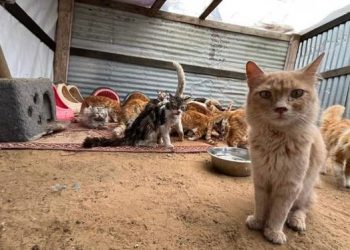 Gaza Menyelamatkan Hewan Peliharaan yang Hilang dan Hewan Tersesat di Tengah Perang