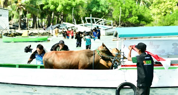 BMH Jawa Timur Salurkan Qurban 1445H Hingga Pulau Sabuntan