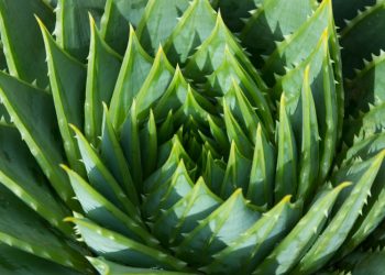 Bikin Makin Lentik, Simak Manfaat Aloe Vera untuk Bulu Mata