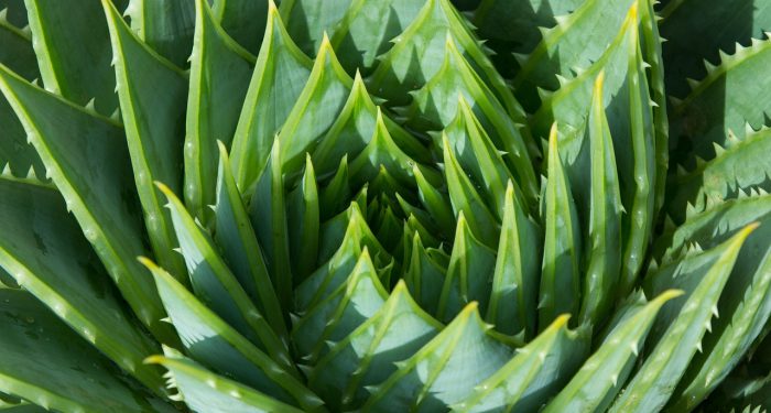 Bikin Makin Lentik, Simak Manfaat Aloe Vera untuk Bulu Mata
