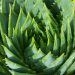 Bikin Makin Lentik, Simak Manfaat Aloe Vera untuk Bulu Mata