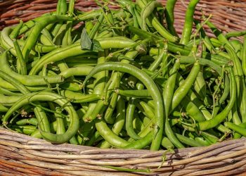 Buncis Mengandung Serat yang Tinggi, Sangat Baik untuk Memperlancar Pencernaan