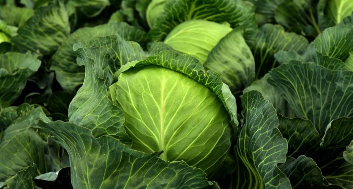Ketahui, Sayuran Kubis Adalah Sayuran Tertua Sejak Zaman Dulu