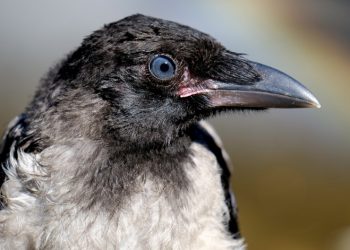 Seperti Rezeki Bughats