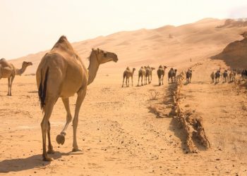 Anak-anak Pejabat Dalam Sejarah Islam yang Shalih dan Tidak Tengil