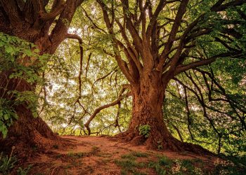 Tempat pendaratan Nabi Adam