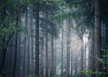 Khadijah: Sang Pendamping Setia Rasulullah yang Mendapatkan Salam dari Surga