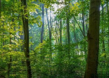 Adam dan Hawa Berusaha Menutupi Aurat dengan Daun Tin