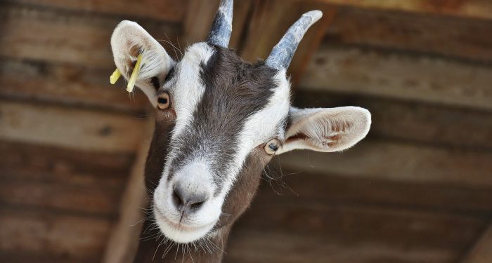 Mengalihkan Dana Qurban ke Ibadah Sedekah atau Infak Lainnya
