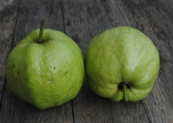 Jambu Biji Memiliki Kandungan Zat Gizi yang Sangat Tinggi