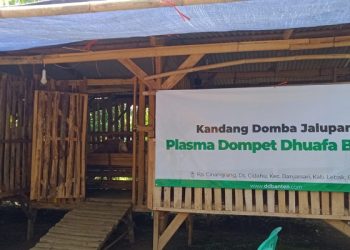Dompet Dhuafa Menyejahterakan Masyarakat dan Pelajar untuk Pembelajaran Beternak dalam Kandang Domba Jalupang