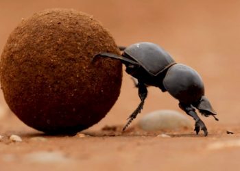 Pelajaran dari Kumbang Kotoran