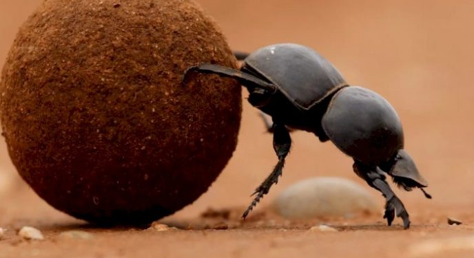 Pelajaran dari Kumbang Kotoran
