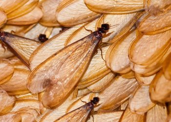 Belajar dari Dunia Laron