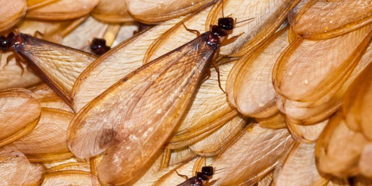 Belajar dari Dunia Laron