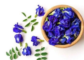 Ketahui, Bahaya Kembang Telang untuk Kesehatan Mata