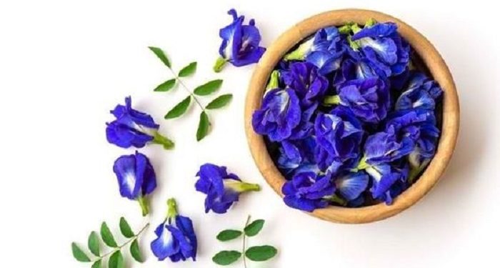 Ketahui, Bahaya Kembang Telang untuk Kesehatan Mata