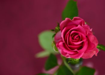 Dari Rafflesia dan Rose Kita Belajar Karakter Manusia