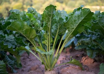 Tanaman Bit Sangat Bermanfaat Untuk Mencegah dan Mengobati Berbagai Penyakit